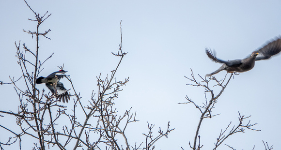 Acorn Woodpecker Chases Band-tailed Pigeon