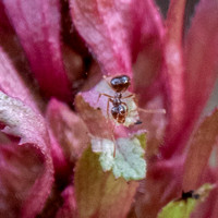 Winter Ant (Prenolepis imparis) Inspects "Flower" of Warrior's Plume (Pedicuilaris densiflora)