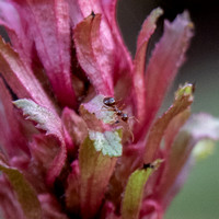 Winter Ant (Prenolepis imparis) Inspects "Flower" of Warrior's Plume (Pedicuilaris densiflora) (2)