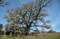Lace Lichen (Ramalina menziesii) Festoons Leafless Valley Oak (Quercus lobata)