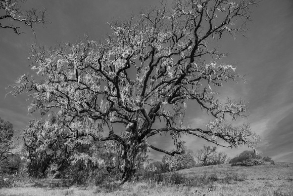 Lace Lichen (Ramalina menziesii) Festoons Leafless Valley Oak (Quercus lobata) (Monochrome)