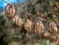 Seedpods of Pitcher Sage (Lepechinia calycina)