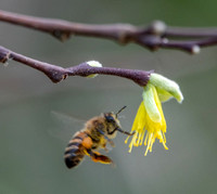 Honeybee Approaches Dirca Flower.
