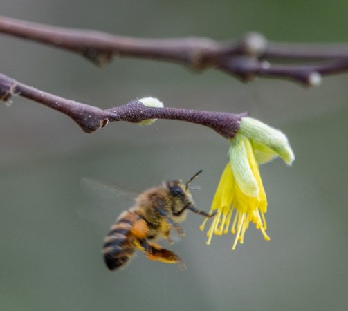 Honeybee Approaches Dirca Flower.