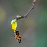 Honeybee Hangs from Dirca Flower
