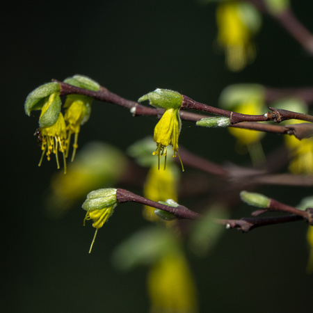 Dirca occidentalis (Western Leatherwood) on Mapache Trail