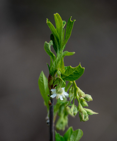 Osoberry (Oemleria cerastiformis) in Flower