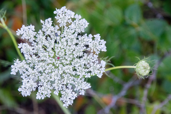 White Flower from Above