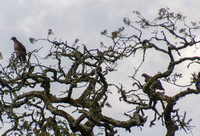 Red-tailed Hawks in Valley Oak