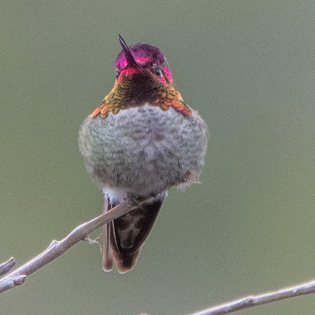 Anna's Hummingbird (Calypte anna)