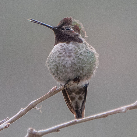 Anna's Hummingbird (Calypte anna), Singing?