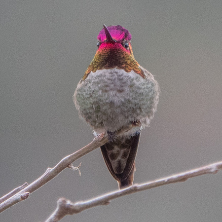 Anna's Hummingbird (Calypte anna)