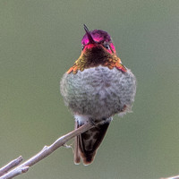 Hummingbird Display 2 -- Showing Color