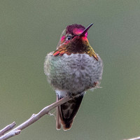 Hummingbird Display 4 -- Display Fades as Head Turns