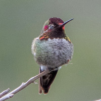 Hummingbird Display 5 -- Eyes Blink, That's All!