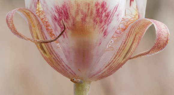 Clay Mariposa Lily (Calochortus argillosus) (Detail, with Insect)