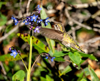 Anna's Hummingbird (Calypte anna) Drinks from Hound's Tongue Blossom (Cynoglossum grande)