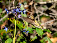 Anna's Hummingbird (Calypte anna) Drinks from Hound's Tongue Blossom (Cynoglossum grande)