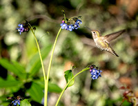Hound's Tongue (Cynoglossum grande) with Attendant Anna's Hummingbird (Calypte anna)