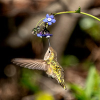 3/7/2023 Female Anna's Hummingbird Drinks from Blossoms of Hound's Tongue