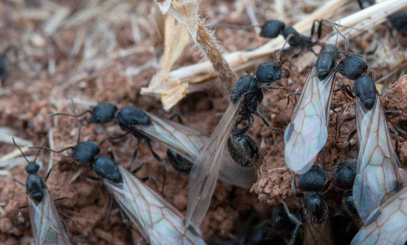 Winged Harvester Ants (Messor andrei) leave the Nest