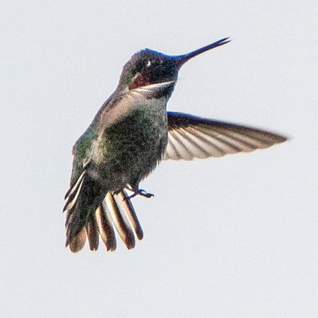 Male Anna's Hummingbird (Calypte anna) in Flight