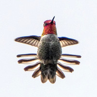 3/11/2023 Hummingbird Showoff on Windy Hill