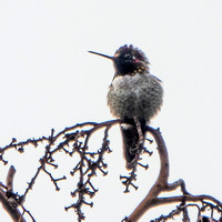 Male Anna's Hummingbird (Calypte anna) Pulls In his Neck