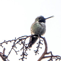 Male Anna's Hummingbird (Calypte anna) Sings