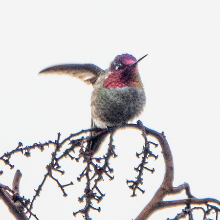 Male Anna's Hummingbird (Calypte anna) Prepares to Leave