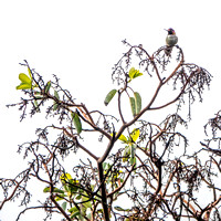 Male Anna's Hummingbird, Perched on Pacific Madrone