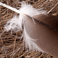 Eagle Feather (Detail)