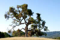 The "Phainopepla Tree"