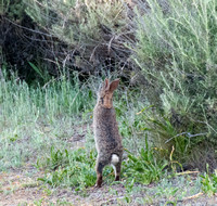 Brush Rabbit (Sylvilagus bachmani) Stretches Up for a Nibble