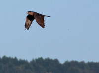 Cooper's Hawk (Accipiter cooperii)  Approaching in Rapid Flight