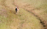 Coyote (Canis latrans) at Jasper Ridge