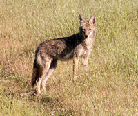 Coyote (Canis latrans) -- a Portrait