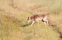 Coyote (Canis latrans) Hunting at Jasper Ridge