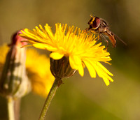 Beefly on Dandelion