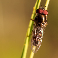 Beefly at Rest