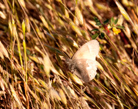 Moth in Grass