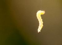 Dangling Oak Moth Larva