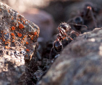 Harvester Ant (Messor andrei) on Serpentine Rock