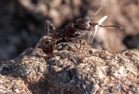 Harvester Ant (Messor andrei) Carrying Seed