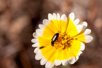 Beetle on Tidy-tips Flower (Layia platyglossa)