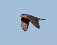 Cooper's Hawk (Accipiter cooperii) in Flight