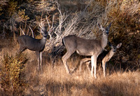 Doe with two Fawns