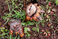 Earth Star Mushrooms