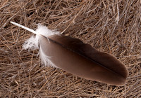 Eagle Feather