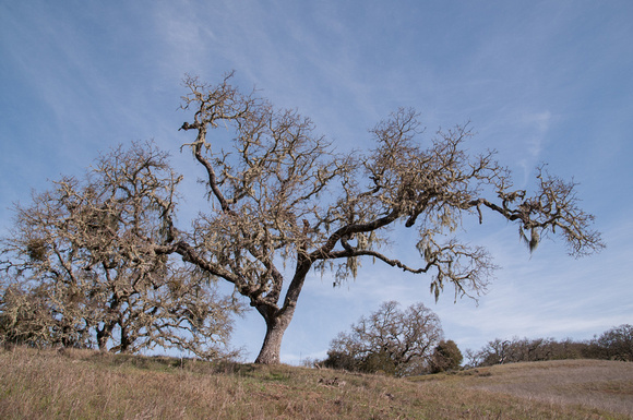 Valley Oaks (Quercus lobata)